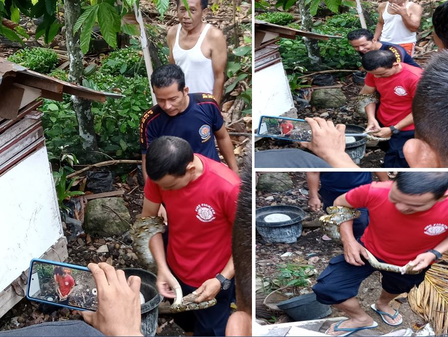 Kegiatan Penyelamatan dan Evakuasi Ular Masuk Pemukiman Penduduk.